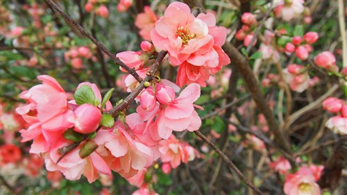 ambiance-rose-du-japon