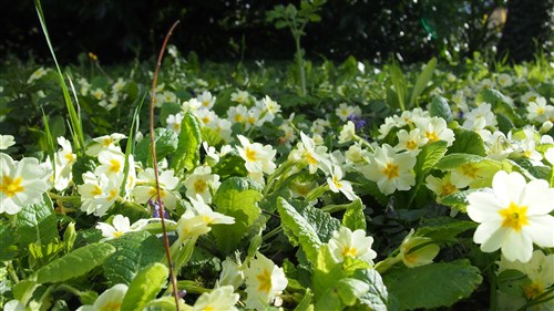 salutation-c3a0-laube